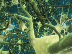 Neurons800x600