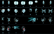 Fringe code.png
