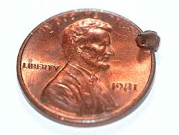 File:Itty bitty froggy.png