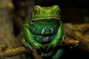 Waxy monkey frog