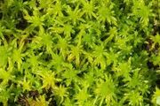 Moss 3