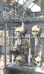 Trepanação Museu Pitt-Rivers.jpg