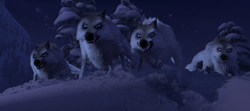 Wilki.png