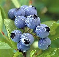 File:Blueberry.png