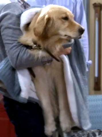 File:Comet Jr Jr Fuller House 001a.png
