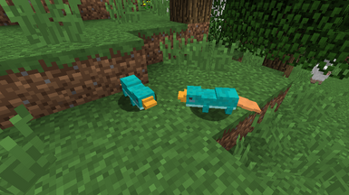 Platypus