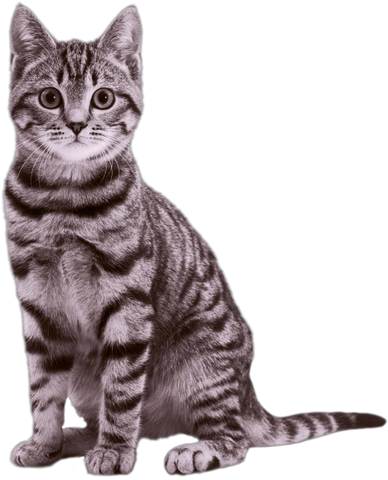 File:Abby2.png