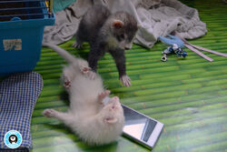 DSC 0155.jpg
