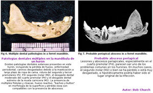 Dientes14.jpg