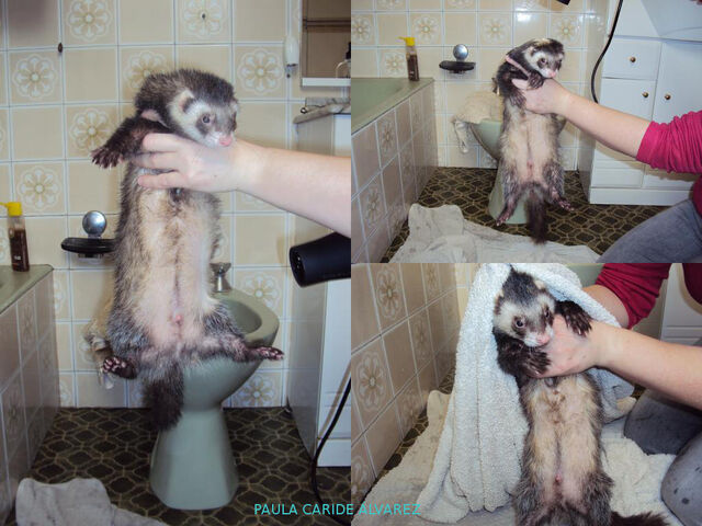 Archivo:Baño2.jpg