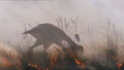FIW1x4 CarakillersFeedingInFire