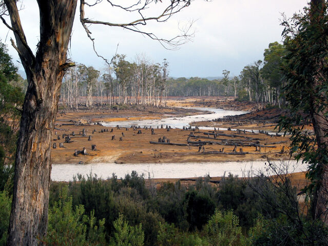 File:Ranforest.jpg