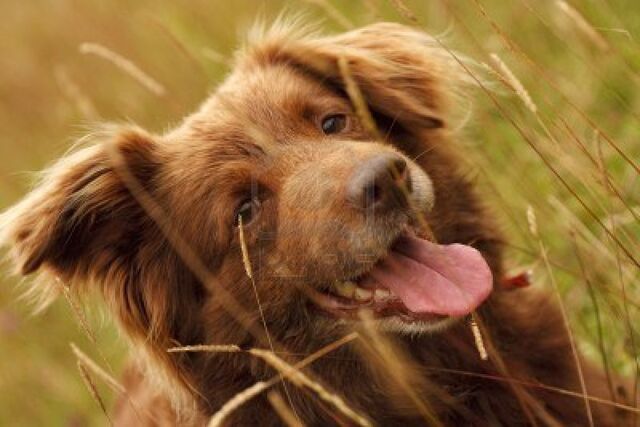 File:Caribbean Collie.jpg