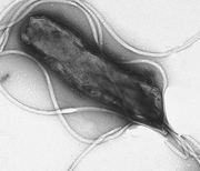 Germ-