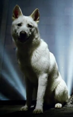 Fichier:Ghost.jpg