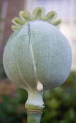 Schlafmohn-Milch.jpg