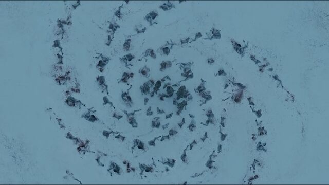 File:HorseCorpses 3x03.jpg