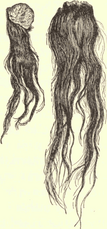 Human scalp
