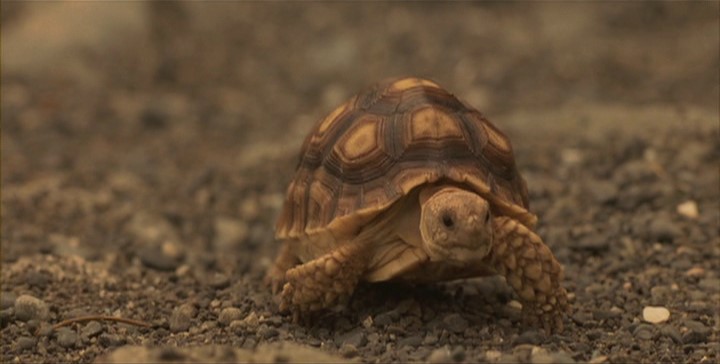 toto gamera wiki fandom powered by wikia toto gamera wiki fandom powered by wikia