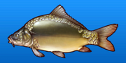 Leather carp