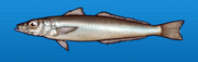 Sand smelt