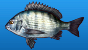Black seaberam
