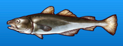 Pacific cod