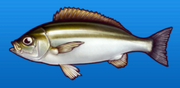 Pigfish