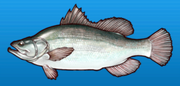 Nile perch