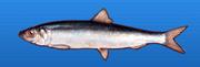 Pacific herring