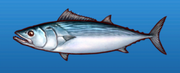Striped bonito