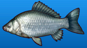 Crucian carp