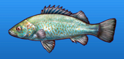 Spangle perch