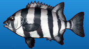 Parrotfish