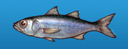 Bluefish