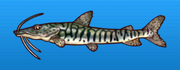 Tiger shovelnose