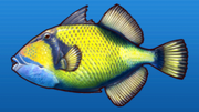 Titan triggerfish