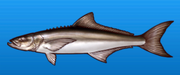 Black bonito