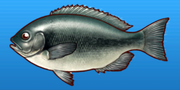 Opaleye