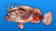 Redfin velvetfish