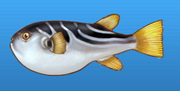 Striped puffer