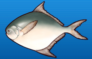 Pomfret