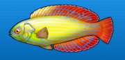Red sea yellowtail