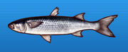 Gray mullet