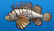 Lion fish