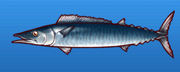 Wahoo