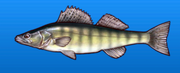 Zander