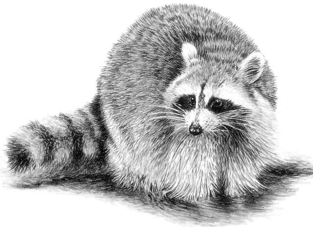 File:Bigoon.jpg