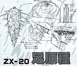 ZX 20