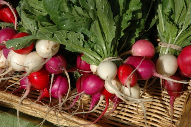 File:Radish.jpg
